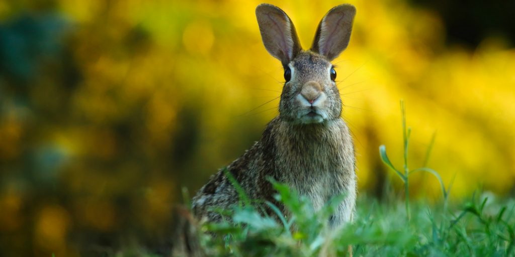 Rabbit in field